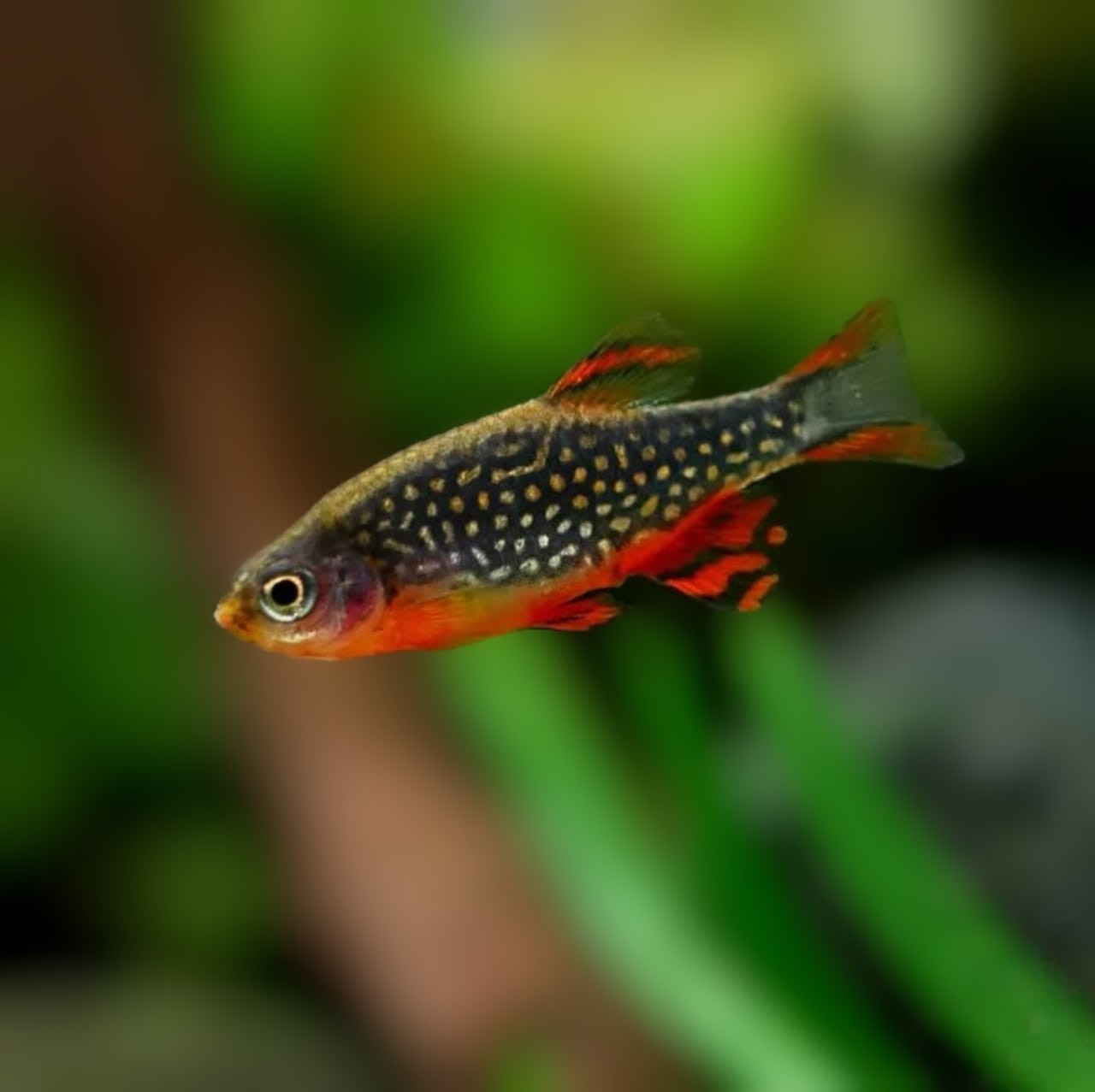 Galaxy Rasbora (CPD)